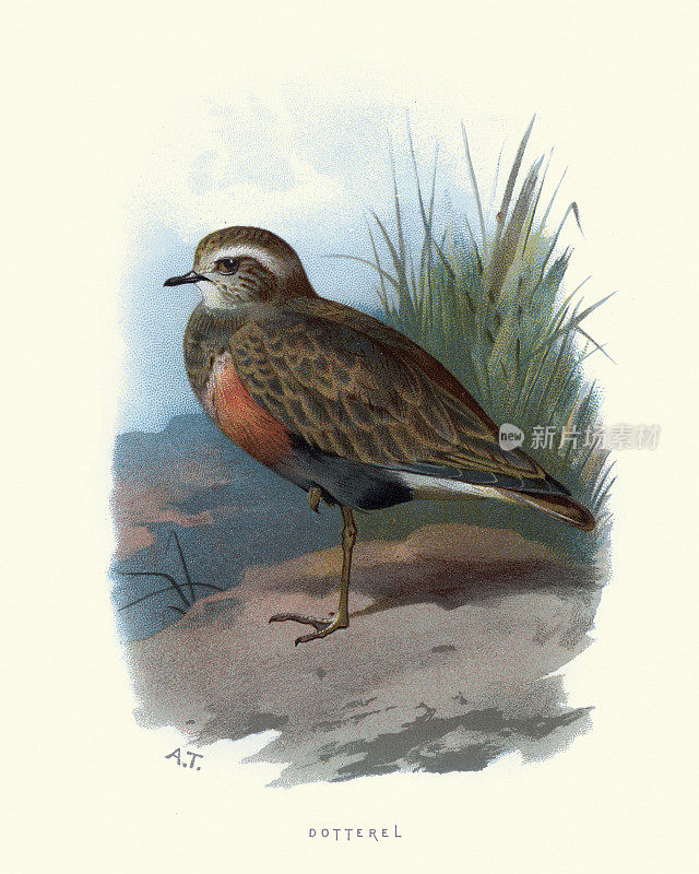 Eurasian do太尔(Charadrius morinellus)